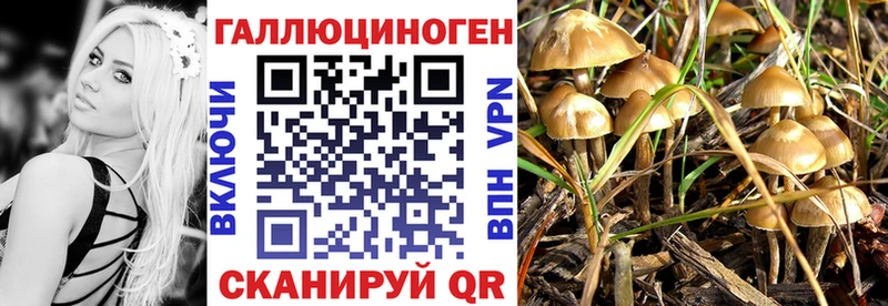 Купить где  Покров  Псилоцибиновые грибы GOLDEN TEACHER 